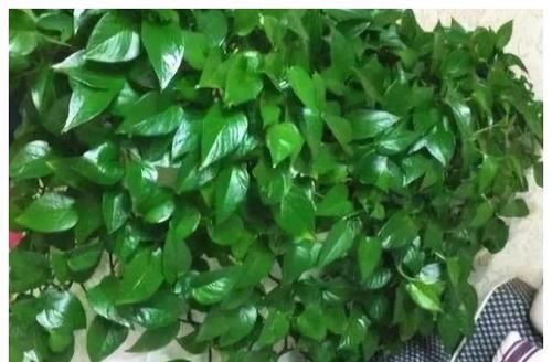  『养花』家里的这种药片，可以用来养花，比花肥都好用，谁用谁知道！