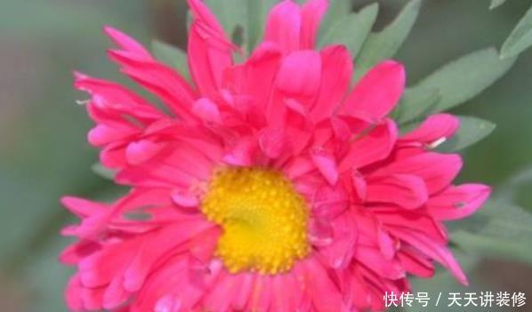 『不停』花期很长的5种花,开花量大能爆盆,一种花有多种颜色,开花不停