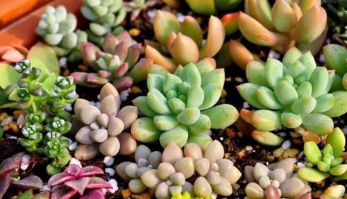  『浇水的时』这6种不宜'喷水'的盆栽，家里种植少浇水，否则养出的不尽人意