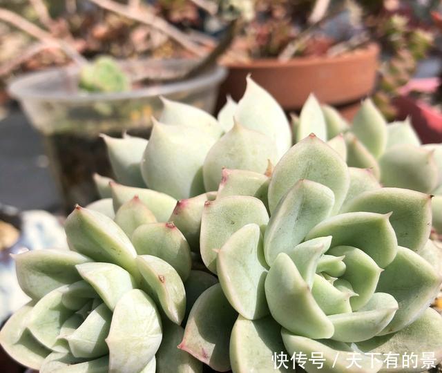  『砍头』多肉小崽围着妈妈转，养成大风车，换个大盆不香吗？砍头扦插可惜