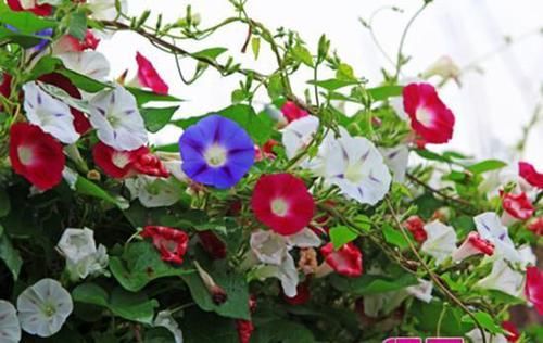 「回忆」3种草花最泼辣,农家院里年年开花,美好的童年回忆全是它