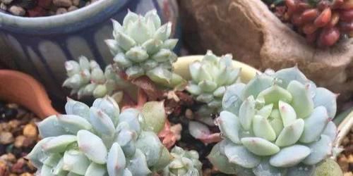 「图片作者」家里养了盆多肉,满屋子臭味,真想连盆都给扔掉!