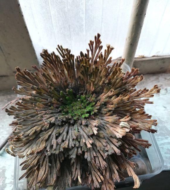  「几十块」这种“植物”农村山上非常多，城里卖几十块，三个月