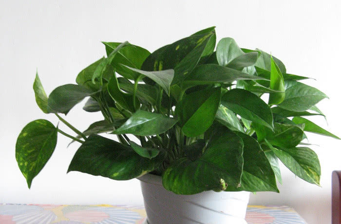  阳光@这3种植株不能“晒”，你把它放阳台上养，不黄叶才怪！