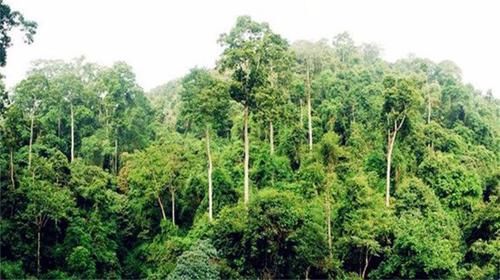  「树木」堪称世界之最的6种树木，其中最贵、最毒、最硬的树都在