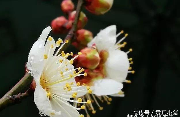  #中国人#国花评选引起热议兰花的4大优点，完全可以列为国花