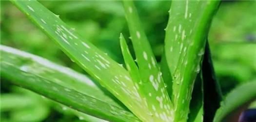 「吸附能力」卫生间“异味”重,摆盆垂榕“来吸味”,比绿萝效果好!