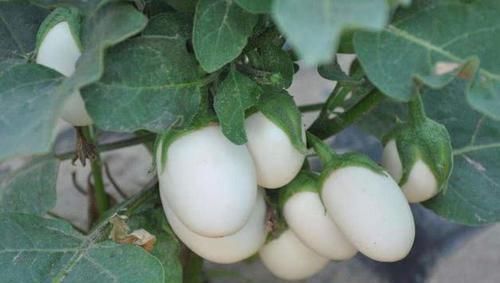营养■把“鸡蛋”种阳台,好吃又新鲜,不用管都长爆盆,果子挂满枝,值