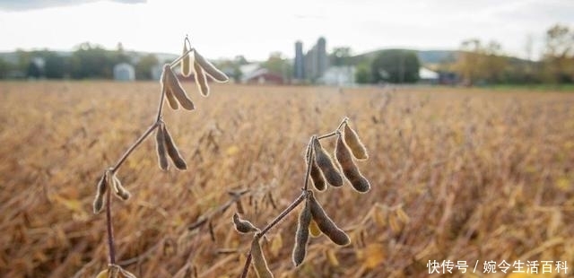 农民种地能喂饱全中国，国家每年还进口1亿吨粮食，只因为便宜？