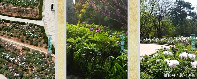 园区■不识芍药与牡丹?请收下这份赏花图鉴!