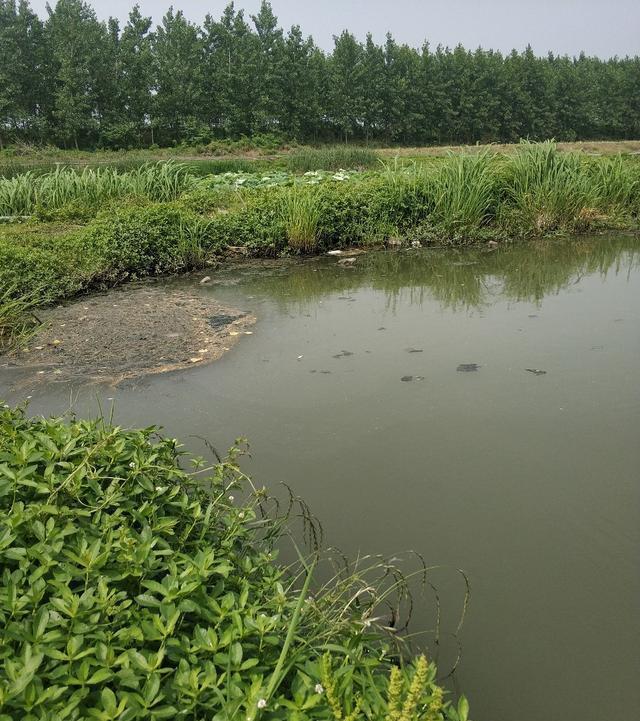稀巧:正午口稀巧换点,又遇电网肆虐抢鱼忙