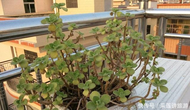 『明明』明明不是苹果,碰碰叶子却有苹果香,放在身上能当香水!