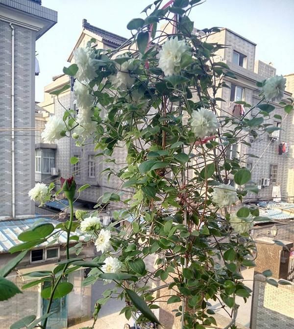  『观赏价值』此款藤本花卉，观赏价值高，多季节开花，种植容易，室内也能养