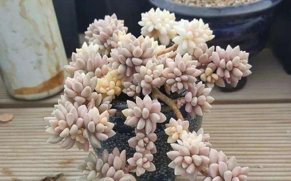  『花朵』“4种花卉”养在阳台，寓意好花朵美，开花一簇一簇，新手最爱养
