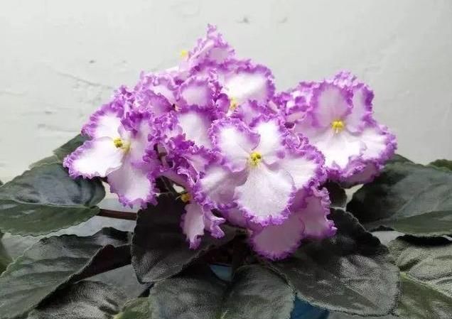 充足:最受欢迎的“4种花”,株型优美、花色艳丽,你养了吗?