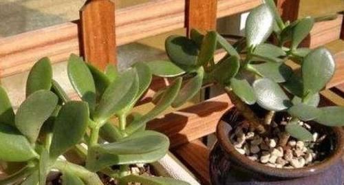  『早日』如何扦插花草能早日生根发芽？自制2种生根水，经济实用效果
