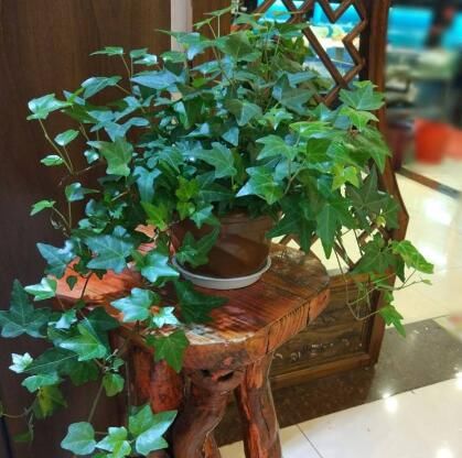  植物：客厅养这“4种植物”，既好看又好养，净化空气保健康，四季常青