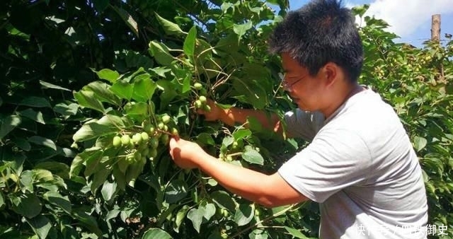  #一棵树#一棵树结不到100斤，果实比蜜甜，上市卖50仍抢手，果农