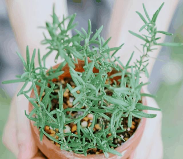 医生提醒:粗大毛孔像“筛子”, 坚持每天洗1种水,毛孔一小再小