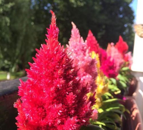  「好玩」植物戴上动物的名字以后惊艳了世界，8种带“鸡”的植物太好玩