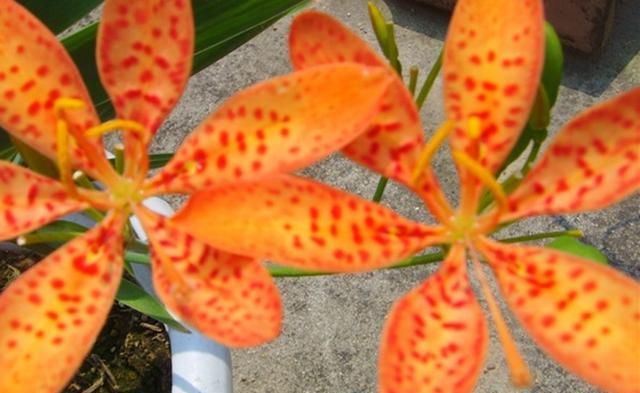  邻居■邻居把这种中药材当花养，虽然“任性”，不得不说开花真美