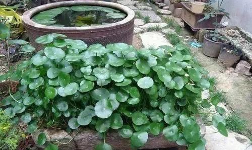  『最合适』江西一位王大爷，用老物件养花，大水缸养荷花，真的超级美
