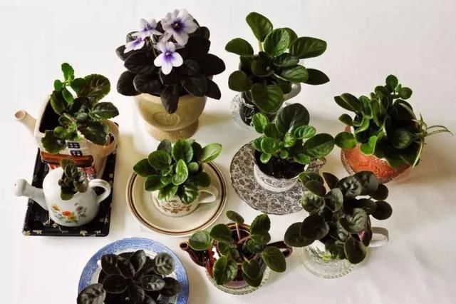  『孕育花朵』在室内也能轻松养开花的几种盆栽，哪一种才是你的最爱