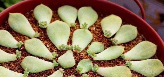  「生根」多肉叶插老不活?快给它翻个,一侧躺就生根!