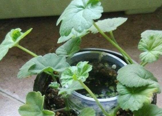  种花草：很好养的6种花草，扦插生根快，花儿开成团，漂亮易养活