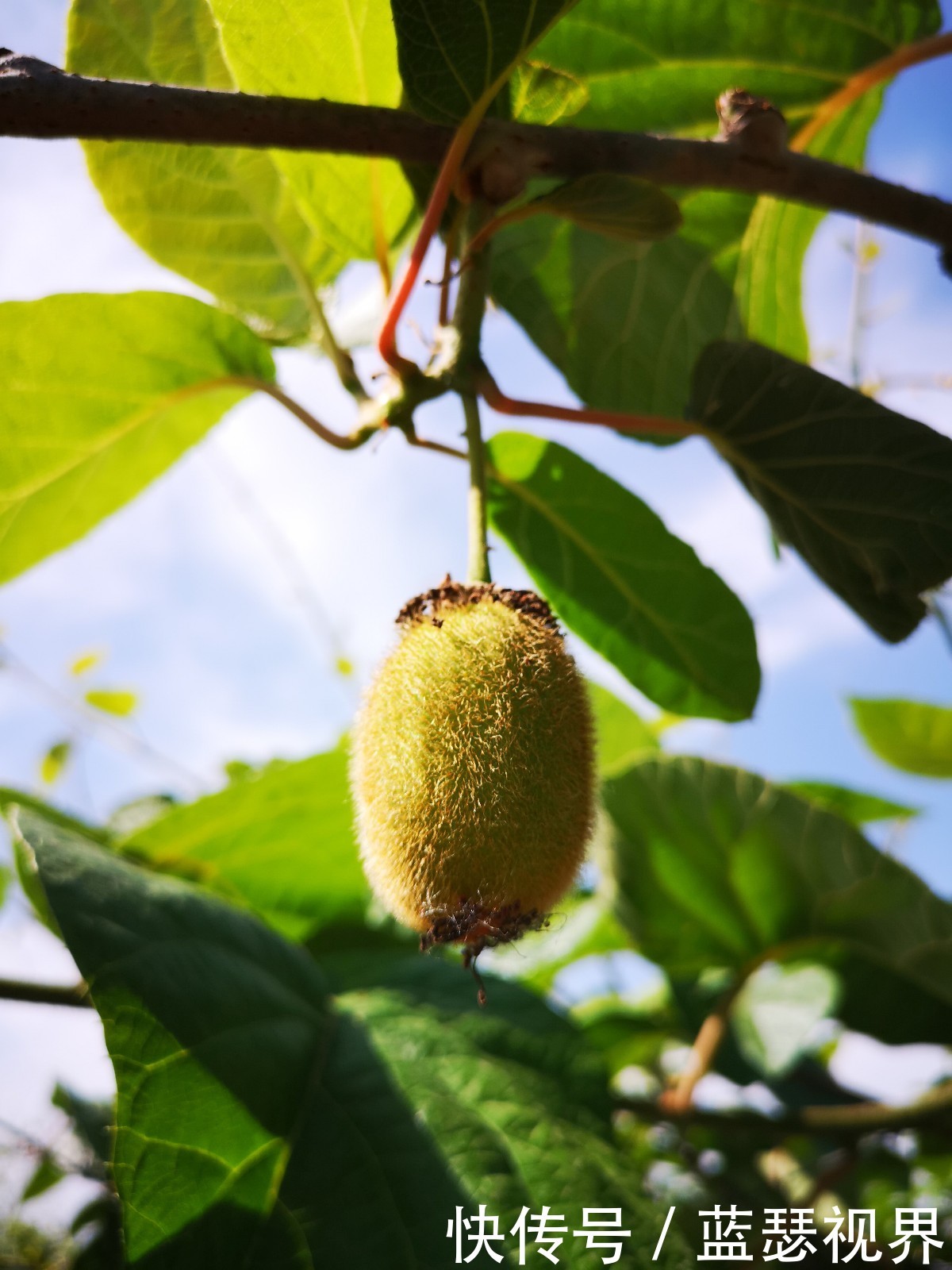 杨凌两日游~记西安知名网络大V走进杨凌示范