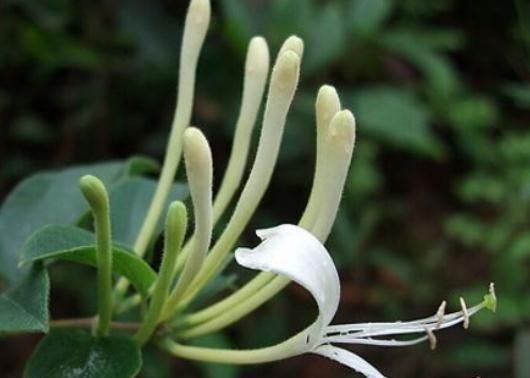  不见|金银花“不见花”？那是少了“它”，花苞一串串，花开一片金黄
