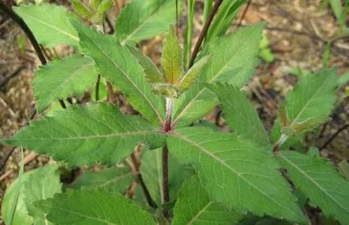  「稀罕」农村砂石地一种植物，以前农民用来喂猪，如今一斤50成