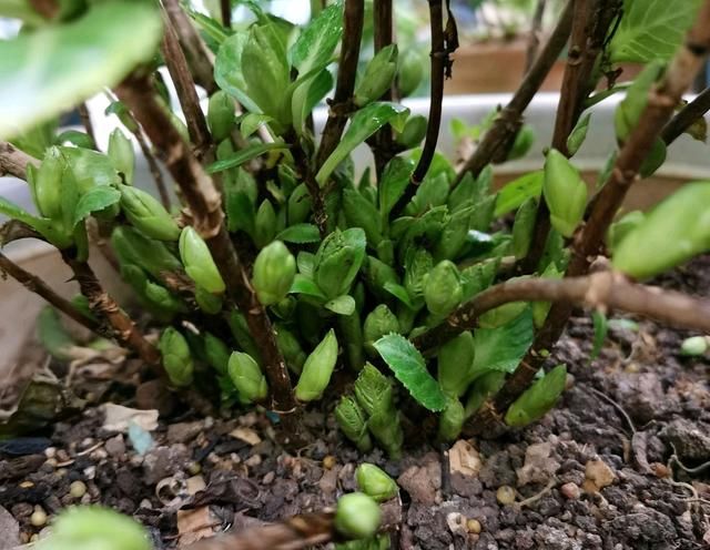  『剪掉』好气人，有花友嫌弃绣球花长新芽多，太一厢情愿，不顾绣球花感受