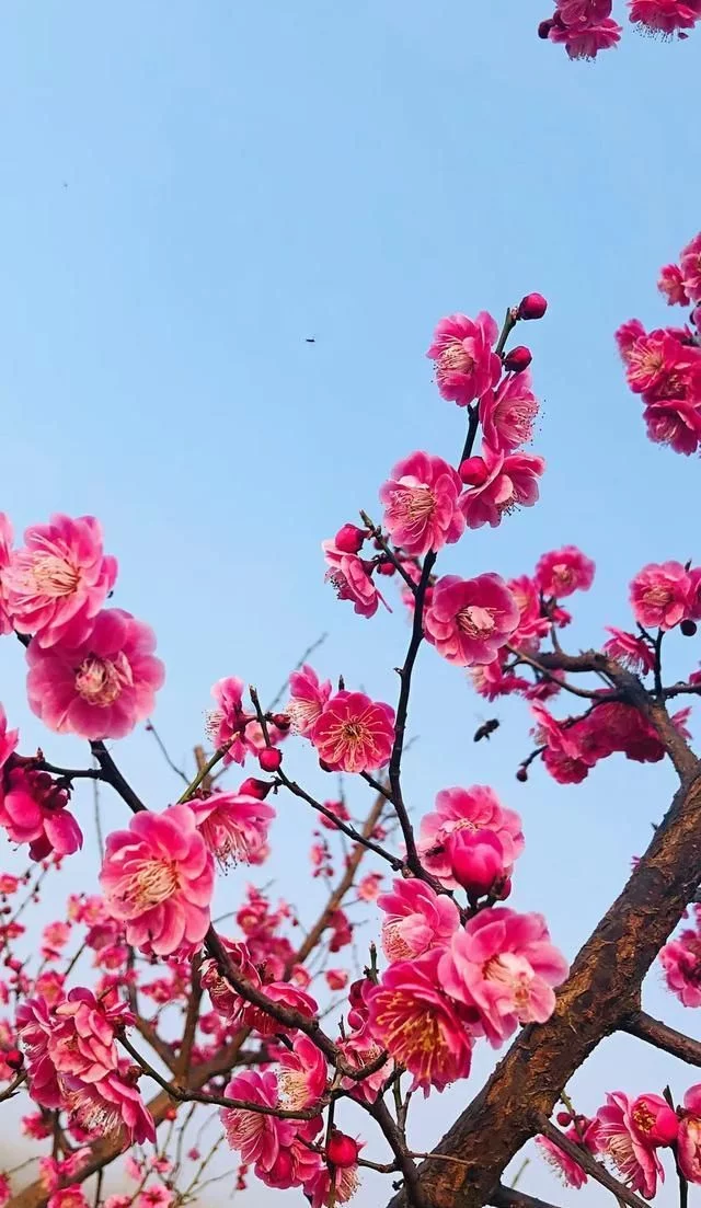 醉美不过台儿庄,小城沐浴在春光,盎然春意让阳光一天天的明媚起来【2020热门旅游景点】