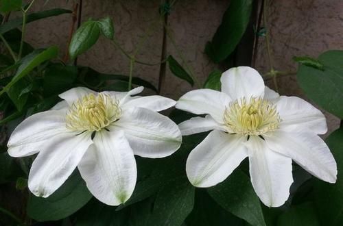  『铁线莲』春天爆盆的3种花，入手要谨慎，可能是假花，养花人几乎都上过当