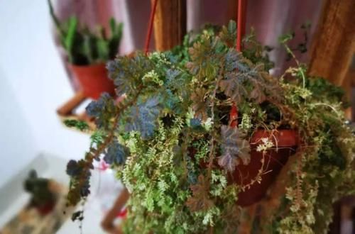 【养在浴室里面】浴室里面必备的几种绿色植物，这几种观叶植物叶子翠绿，特好养