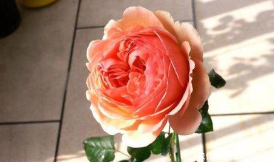 香味|新手养花不如养一盆“真宙”,花色艳丽,香味浓郁,适合盆栽养殖