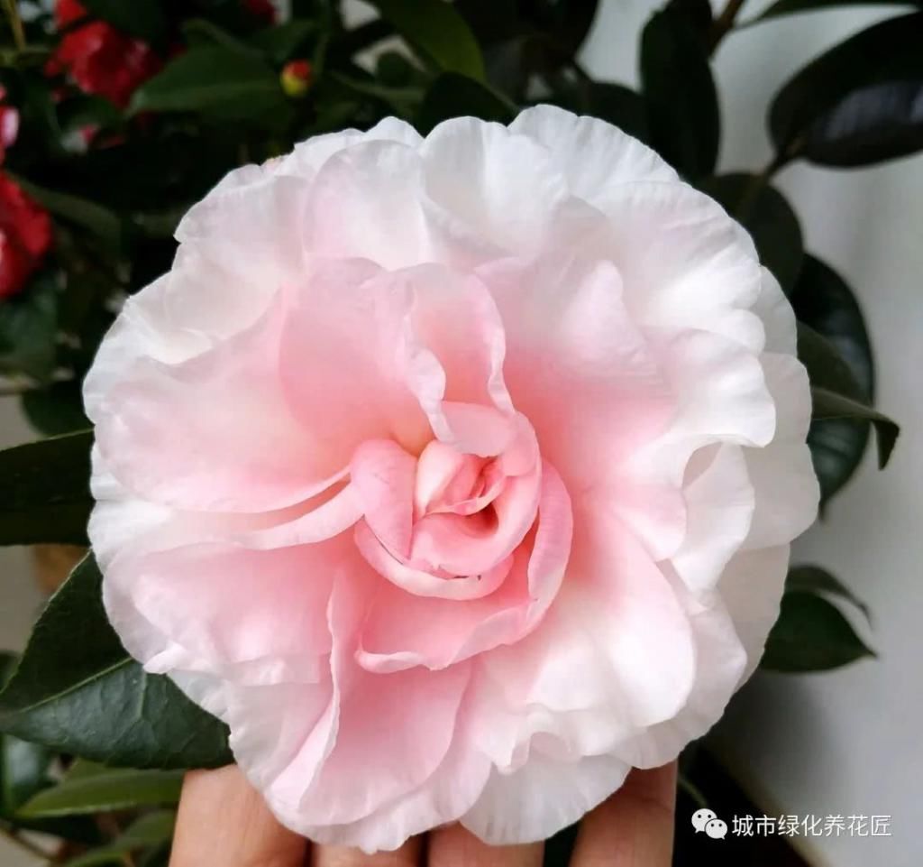  【枝条】茶花新芽一直不展叶抽枝条？养茶花，心急您就失败了一半