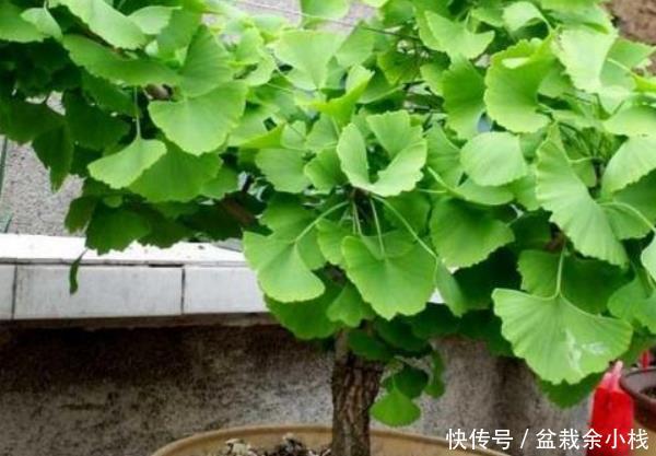  『种绿植』这3种绿植，懂花人家里都会养上几盆，越养越有“福气”！