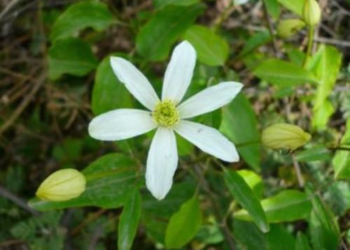  花钱：农村这种“祛风湿”植物好用不花钱，开着五瓣小白花，你