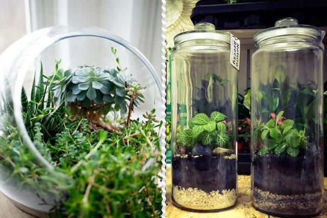  『景观』在密闭的玻璃容器植物景观里，怎么才能让里面的植物自己生长