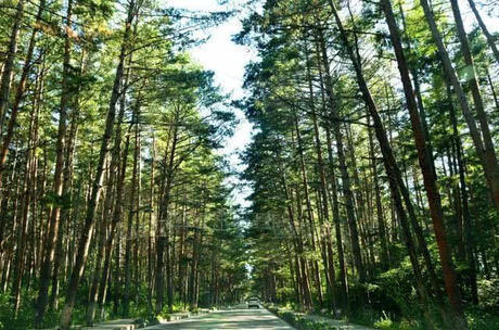 中国独有的树木！离开了长白山就无法存活，专家都觉太神奇了