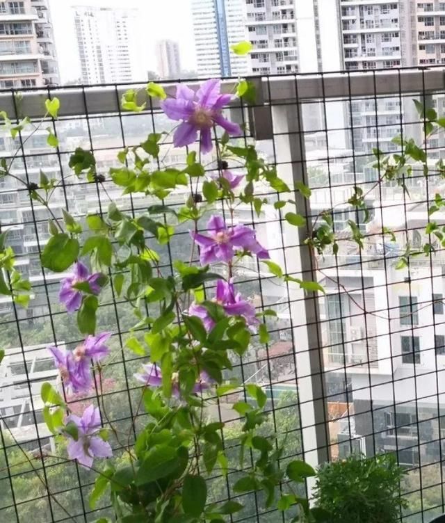  「球老师爱吃薄荷冰淇」封闭阳台养花，防盗窗有大用，1平米也能变花园！