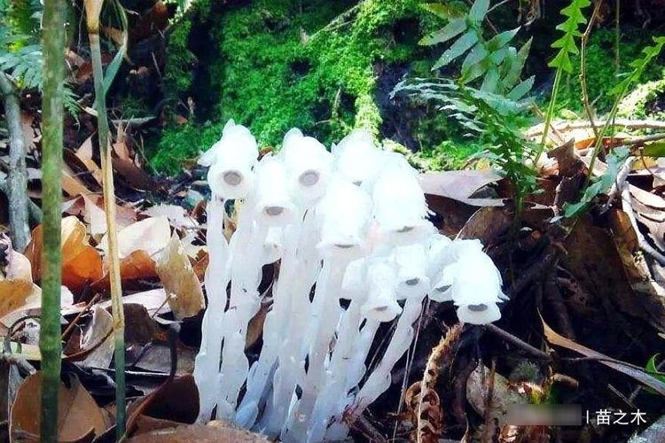  「稀罕」农村一种稀罕野草，只生长在千米以上的高山上，现在像