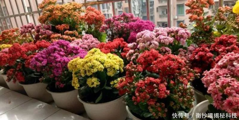 小妙■养花小妙招,花开爆满盆