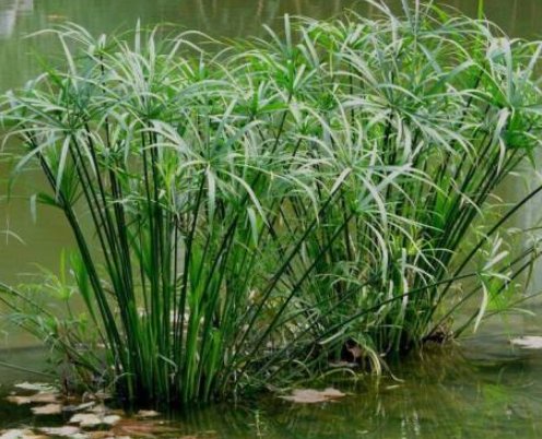  『马蹄莲』勤快人养的4种花卉，喜欢水分不怕浇，再也不怕烂根黄叶了！