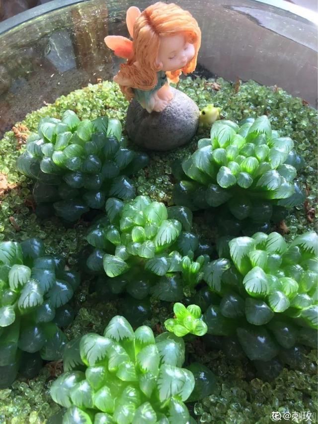  「图片作者」10种花，春天不能晒，躲屋里最安全！