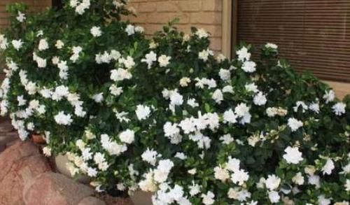  【长寿花】春天里，“3种花”抓紧去修剪，侧枝长得更旺，花期一到开不停！