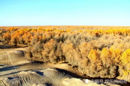  「我国」我国治理塔克拉玛干沙漠耗资数亿美元，种植的大量植物