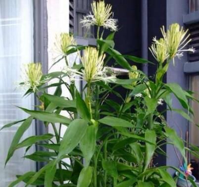  人都喜欢■养花高手，能把普通的植物“养开花”，比如虎皮兰、富贵竹、玉树
